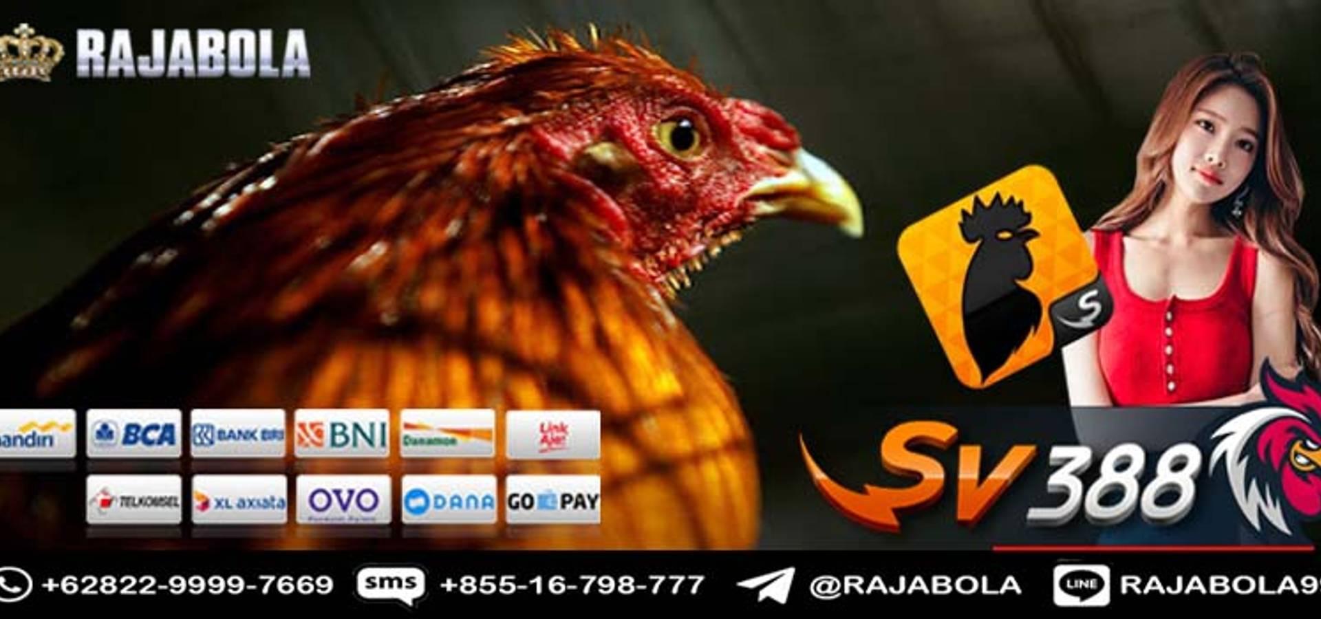 Situs Judi Sabung Ayam Terpercaya di Indonesia